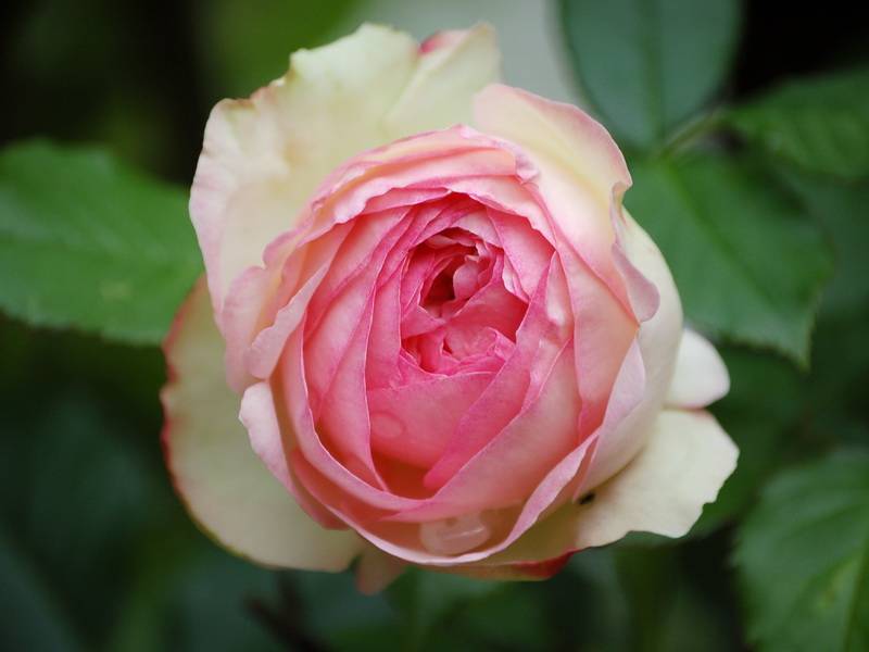 Троянда плетиста Пьєр де Ронсар (Pierre de Ronsard)