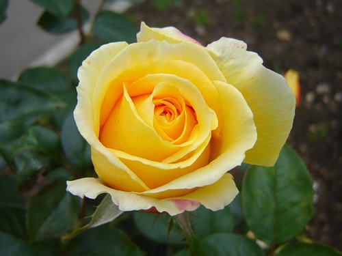 Роза чайно-гибридная Кэндллайт (Candlelight)