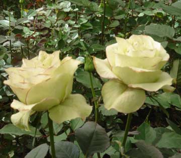 Троянда чайно-гібридна Ківі (Kiwi)
