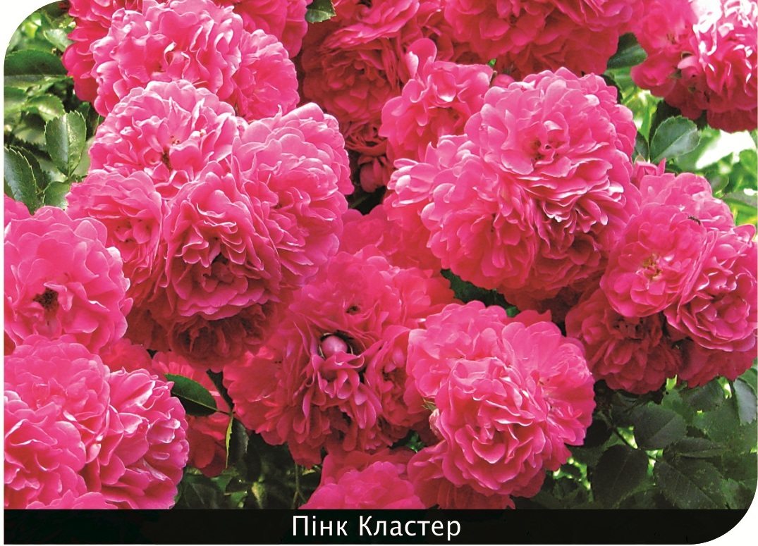 Троянда плетиста Пінк Кластер (Pink Cluster)