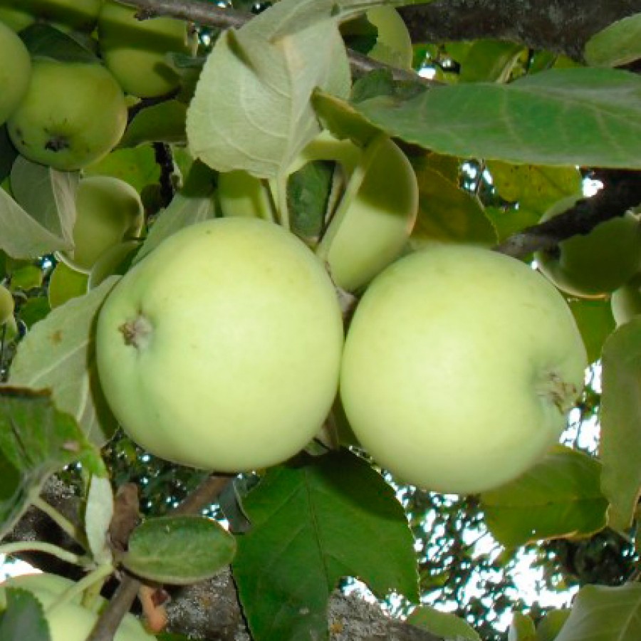 Яблоня домашняя Паперивка (Paperivka)
