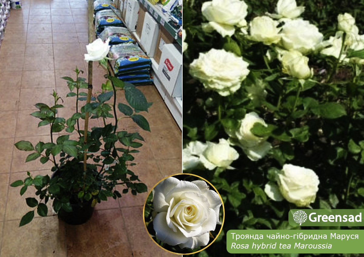 Троянда чайно-гібридна Маруся (Maroussia)