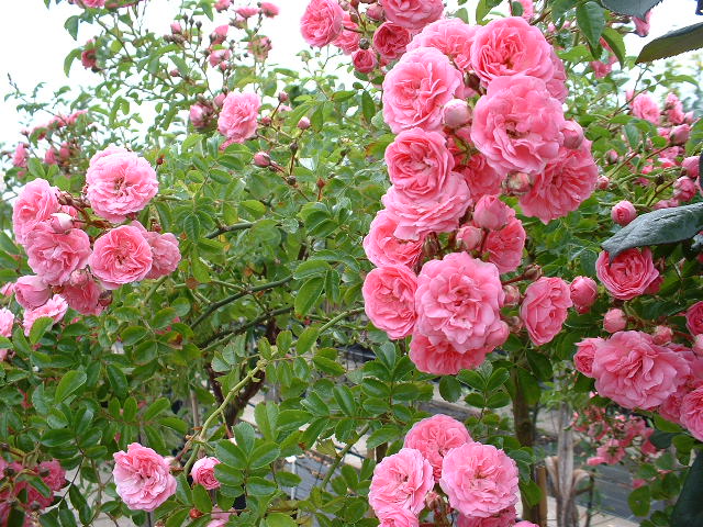 Роза плетистая Фиоре Гранде (Fiore Grande)