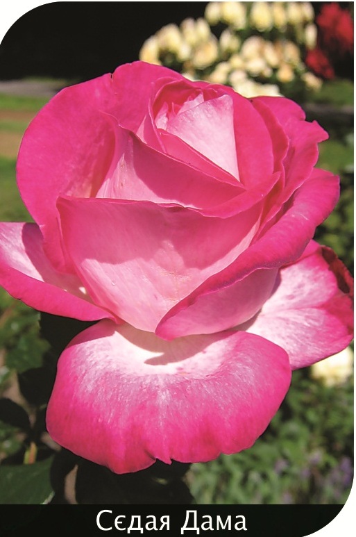 Троянда плетиста Сєдая Дама (Sedaja Dama)