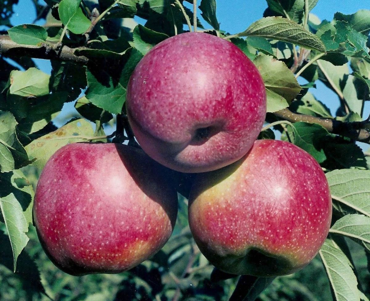 Яблуня домашня Флорина (Florina)