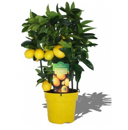 Цитрус лимон, 75 см