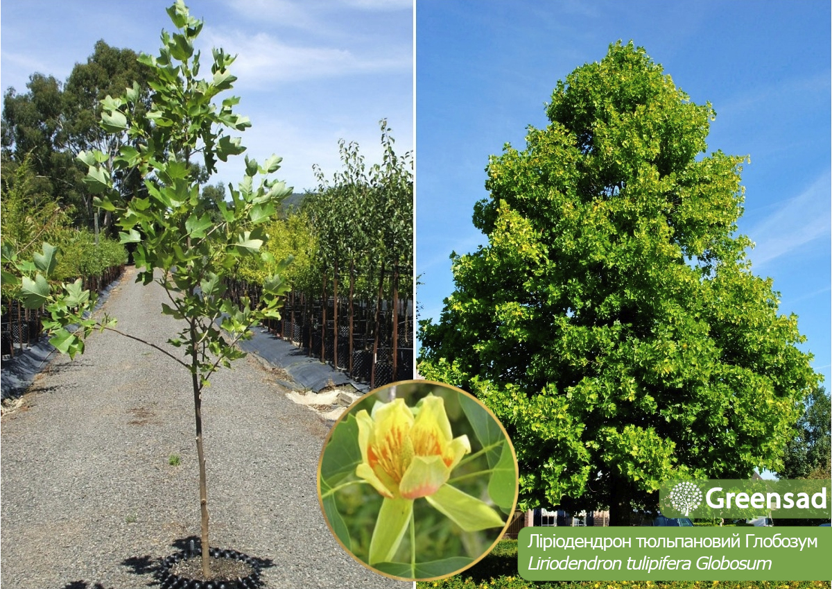 Лириодендрон (Тюльпановое дерево) тюльпановый Глобозум (Globosum)