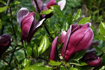 Магнолия лилиецветная (Magnolia liliiflora), цветы