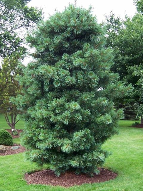 Корейская сосна (Pinus koraiensis)