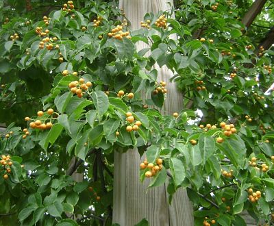 Декоративный вид плодов древогубца (Celastrus)
