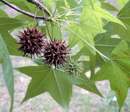 Ликвидамбар (Liquidambar), листья и плоды