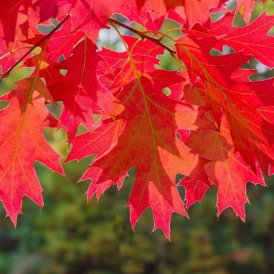 Дуб красный (Quercus rubra) отличается прекрасной окраской листьев