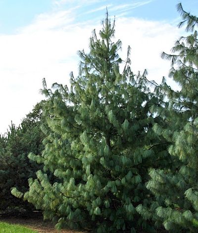 Сосна гималайская (Pinus wallichiana) украсит собой любой ландшафт