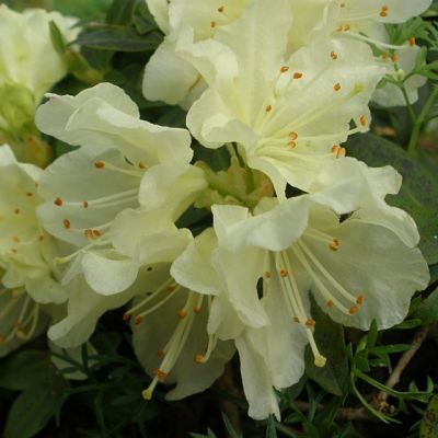 Цветение рододендрона Кейсуке (Rhododendron keiskei)