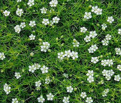 Мшанка (Sagina) – цветы на фоне листьев