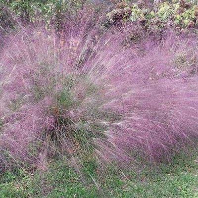 Полевичка (Eragrostis) видная ‒ многолетний красивоцветущий злак