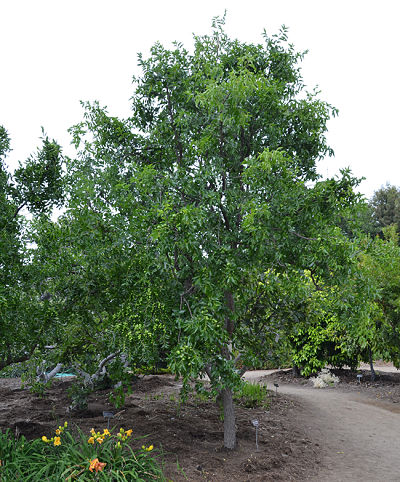 Зизифус (Ziziphus), вид взрослого дерева