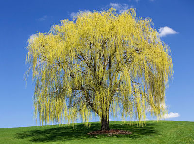 Ива (Salix) станет прекрасным украшением любого ландшафта