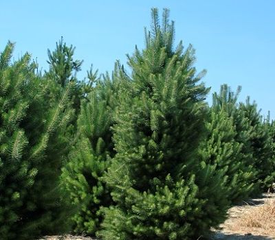 Сосна австрийская (Pinus nigra) – внешний вид дерева