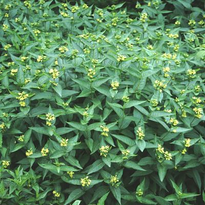 Диервилла сидячелистная (Diervilla sessilifolia), цветы на фоне листьев