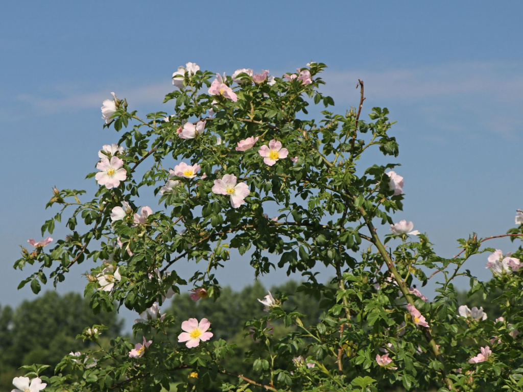Шиповник (Rosa) прекрасен во время цветения