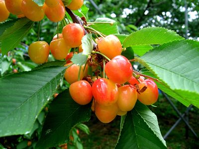 Аппетитные ягоды черешни (птичьей вишни)