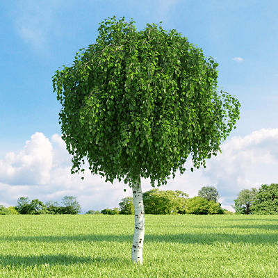 Разнообразные сорта березы (Betula) позволяют выбрать наилучший вариант для ландшафта