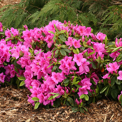 Азалия японская (Rhododendron obtusum) нашла широкое применение в ландшафтном дизайне