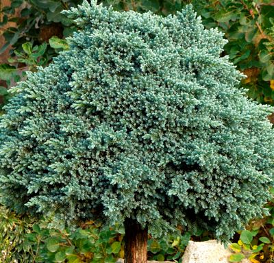 В ландшафтном дизайне широко применяются все сорта можжевельника чешуйчатого (Juniperus squamata)