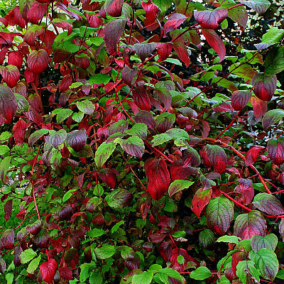 Дерен кроваво-красный (Cornus sanguinea) с декоративной раскраской листьев