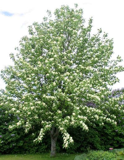 Цветение рябины круглолистной (Sorbus aria)