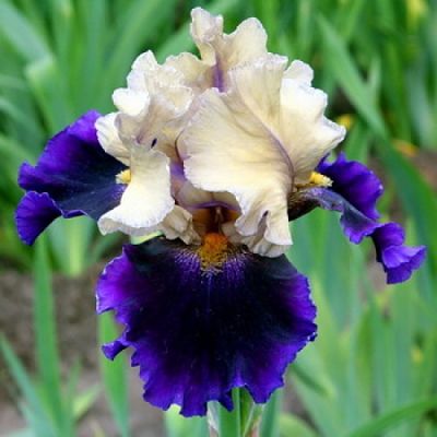 Ирис германский (Iris germanica), вид цветка