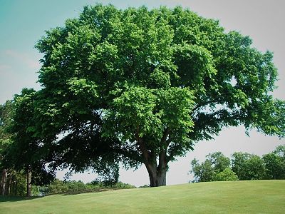 Вяз – долговечное декоративное дерево