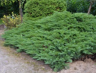 Культурные сорта можжевельника казацкого (Juniperus sabina) широко применяются в декоративном ландшафте