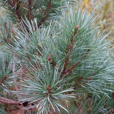 Саженец сосны обыкновенной (Pinus sylvestris)