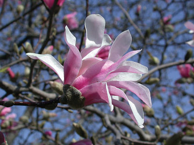 Цветок магнолии Лебнера (Magnolia × loebneri)