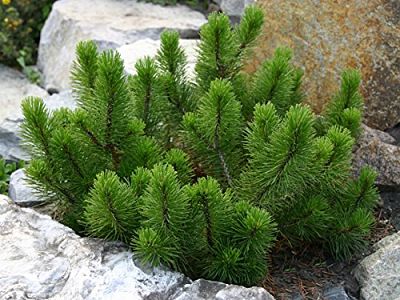 Декоративные сорта сосны горной (Pinus mugo)