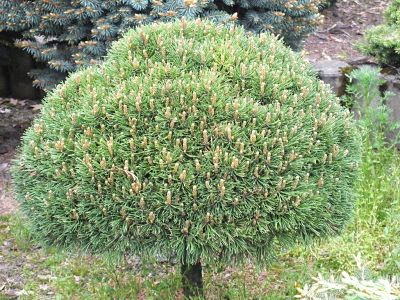 Карликовый вариант сосны крючковатой (Pinus uncinata)