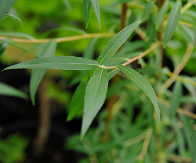 Оливково-зеленые листья белой ивы (Salix alba)