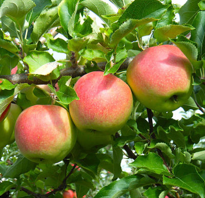 Вкусные плоды можно собрать даже на декоративной яблоне