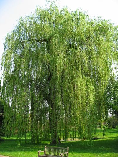Ива белая (Salix alba) сохраняет свои декоративные качества круглый год
