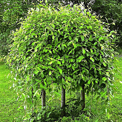 Ива козья (Salix caprea) в декоративном варианте
