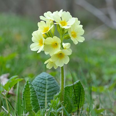 Первоцвет, или примула (Primula)