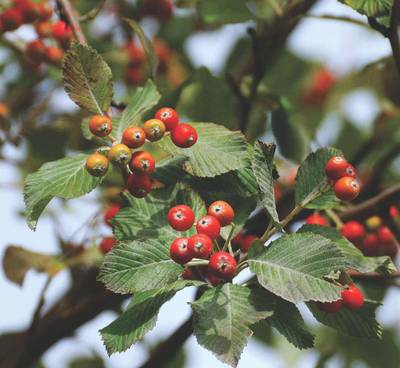 Листья и ягоды рябины круглолистной (Sorbus aria)