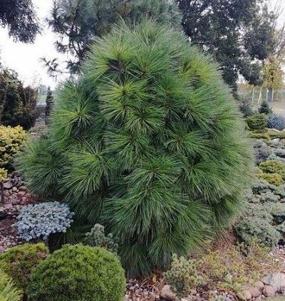 Сосна Джеффри (Pinus jeffreyi) станет украшением сада