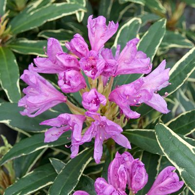 Соцветие Рододендрона понтийского (Rhododendron ponticum)
