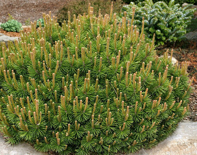 Существует много разновидностей горной сосны (Pinus mugo)