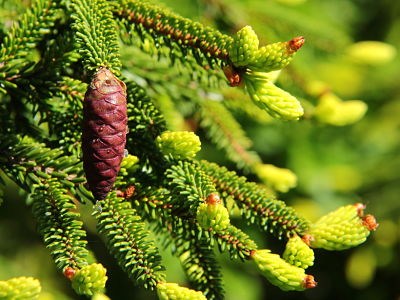 Восточная ель (Picea orientalis Aureospicata) хвоя и шишки