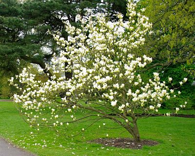 Магнолия бруклинская (Magnolia × brooklynensis), вид декоративного дерева 