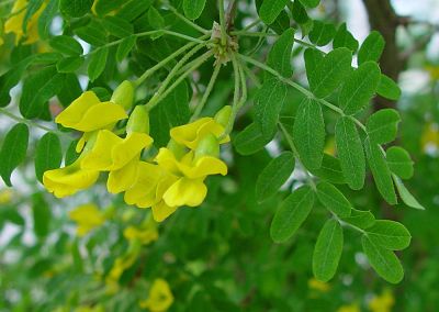 Карагана (Caragana) напоминает цветением желтую акацию